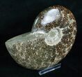 Inch Wide Polished Ammonite Fossil #4119-2